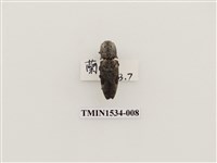 藏品(扁蟲科)的圖片